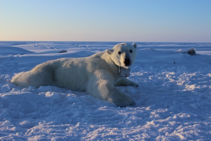 Photo of Cambiamenti climatici, una nuova ricerca lancia l’allarme: gli orsi polari stanno morendo di fame