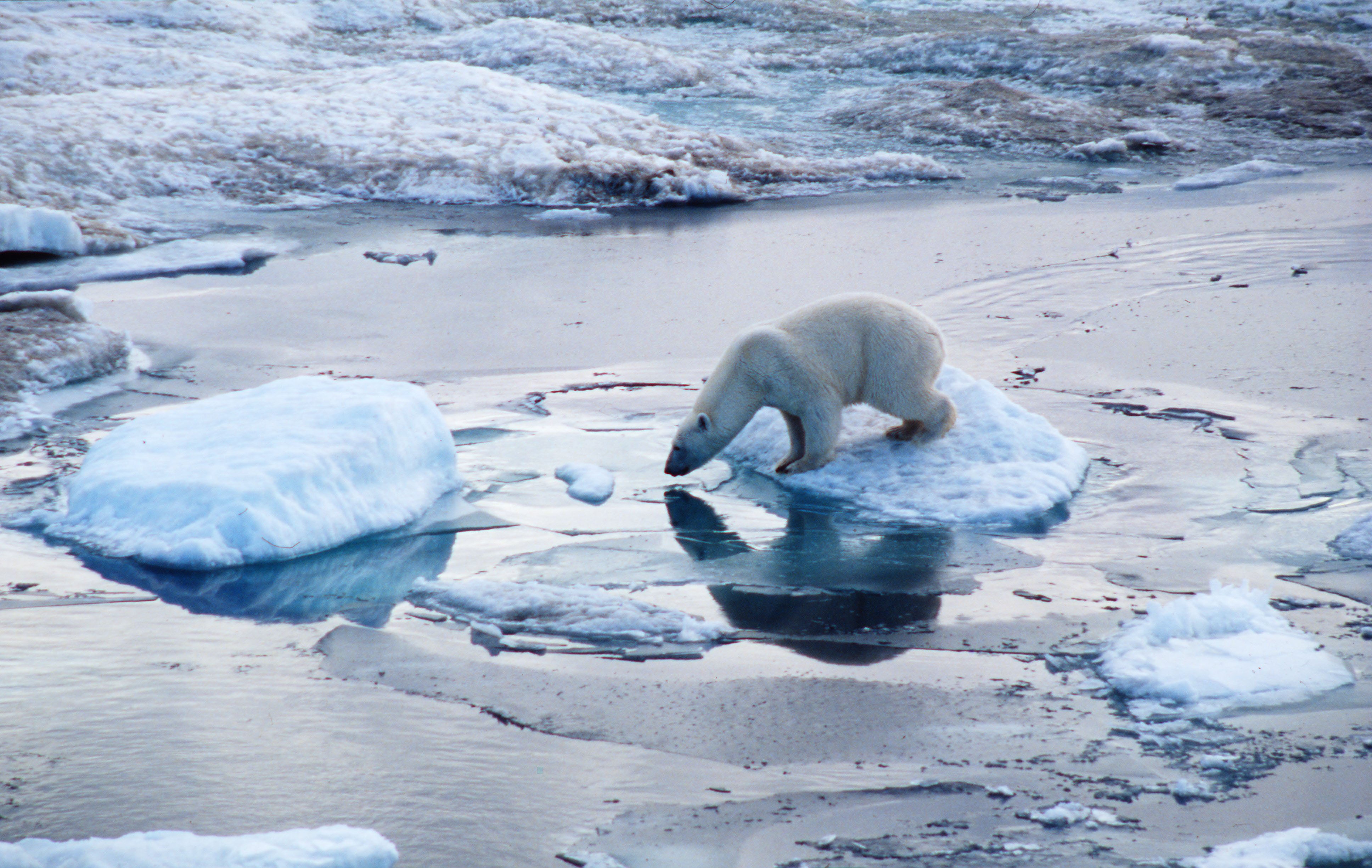 Foto @ www.JSGrove.com / WWF