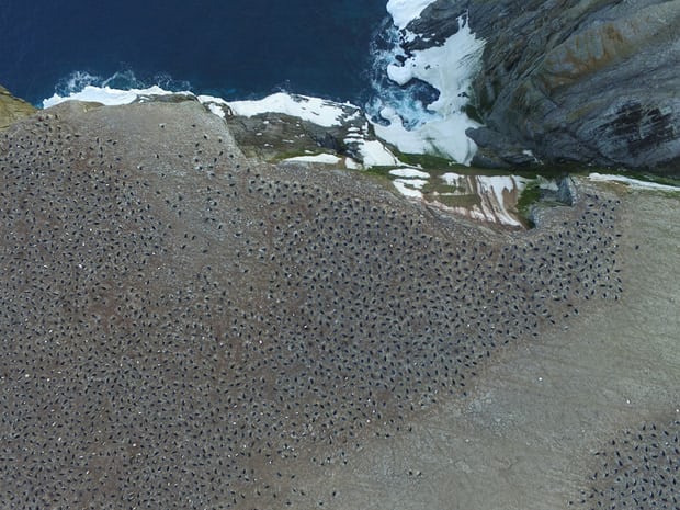 L'immensa colonia vista da un drone. Foto @ Thomas Sayre - McCord