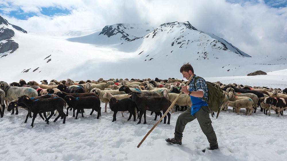 Transumanza sul Ghiacciaio del Similaun. Foto @ La Stampa
