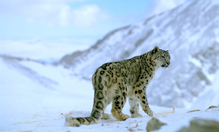 CREDIT: ©NATUREPL.COM / REINHARD / ARCO / WWF