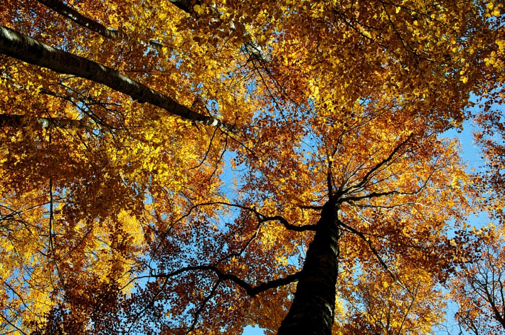Faggeta in autunno - Foto @ Stefano Ardito