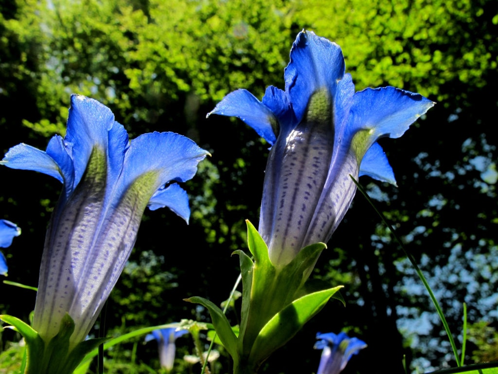 Genziane - Foto @ Stefano Ardito