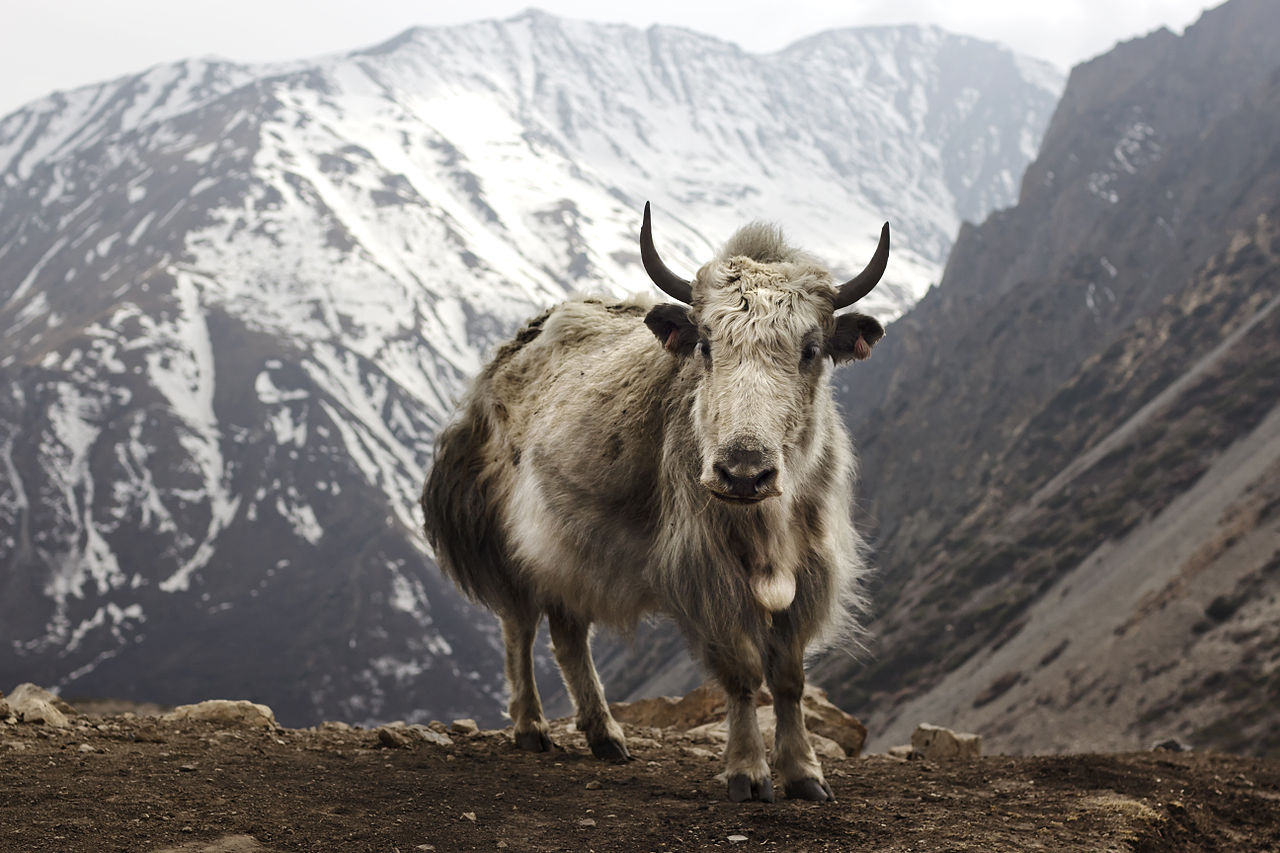 emre aktan Foto de Yak No Himalaia e mais fotos de stock de Branco ...