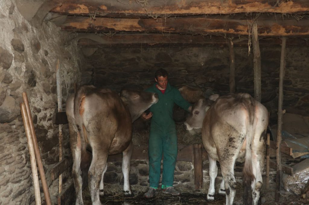 Michele Boscacci con i suoi vitelli.