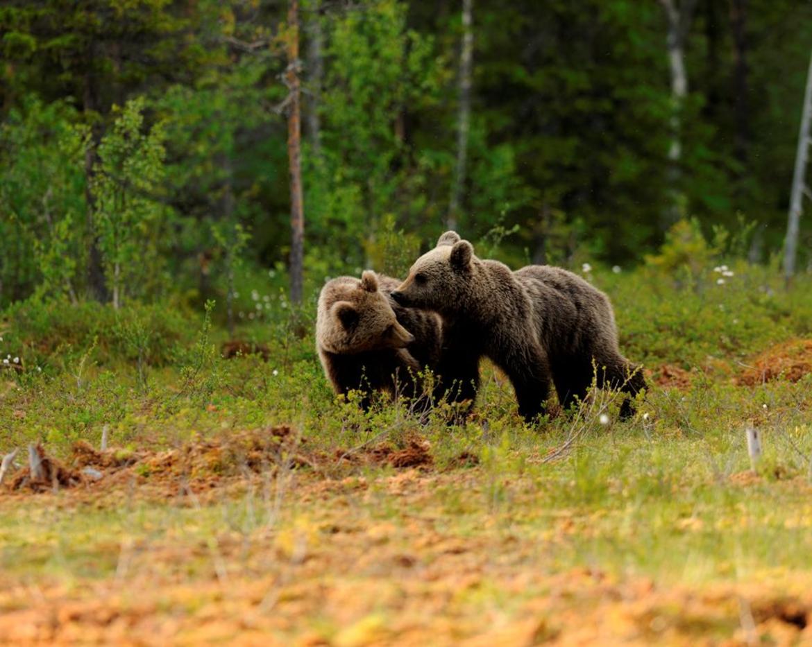 orso