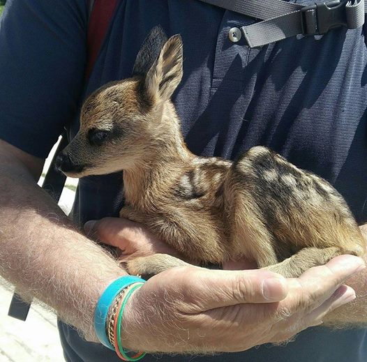 escursionismo, fauna, outdoor