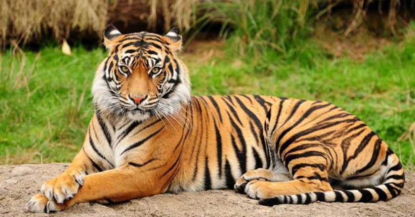 Tigre del Bengala, riserve naturali, ambiente