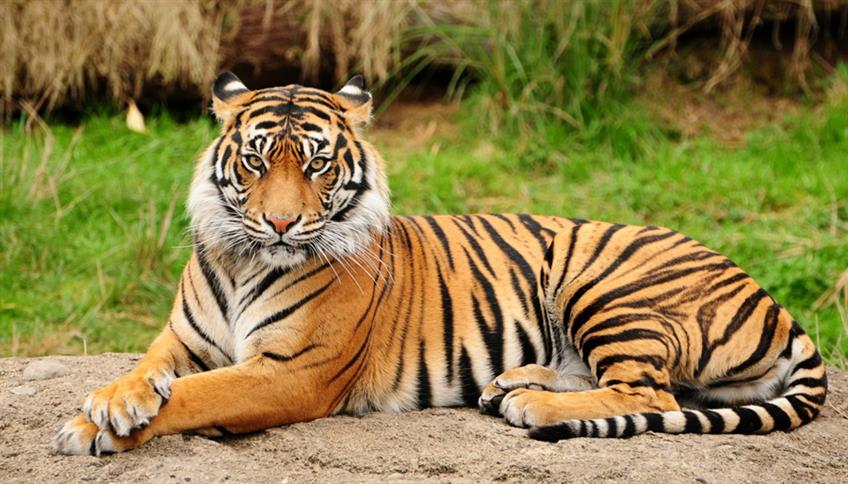 Tigre del Bengala, riserve naturali, ambiente