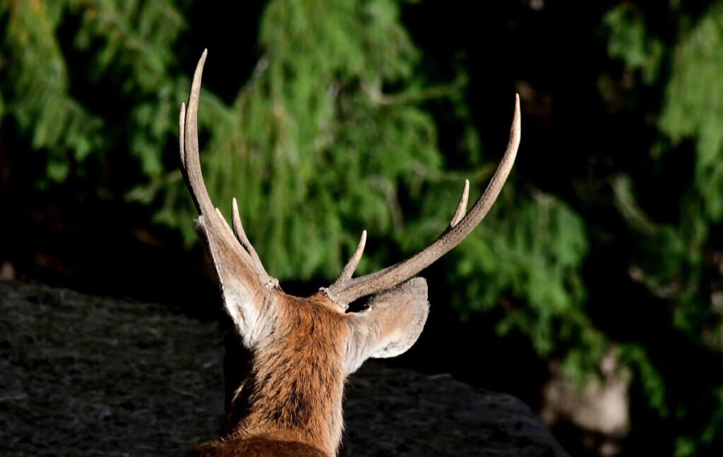Un cervo
