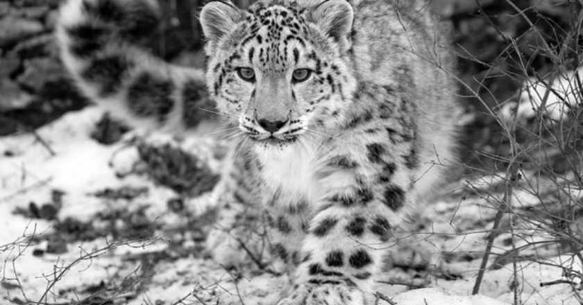 WWF, Nepal, leopardi delle nevi