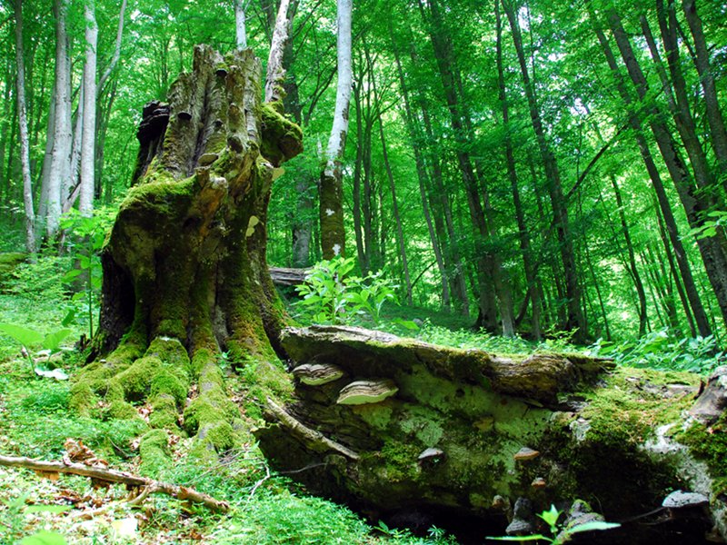 Photo of Dove sono le ultime foreste primarie in Europa? In Italia nel Parco del Gran Sasso
