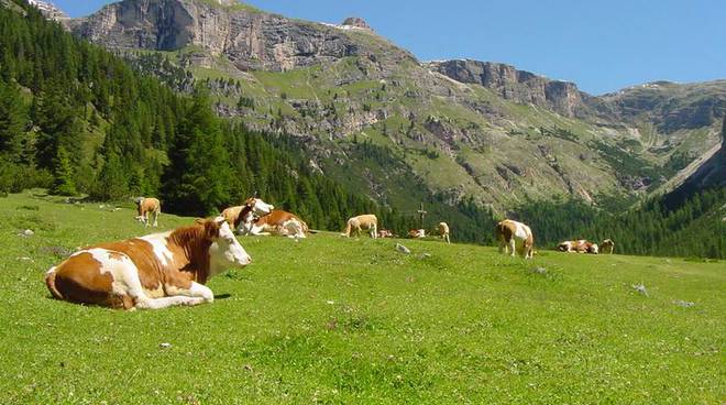 Val Trompia, Truffa, alpeggi
