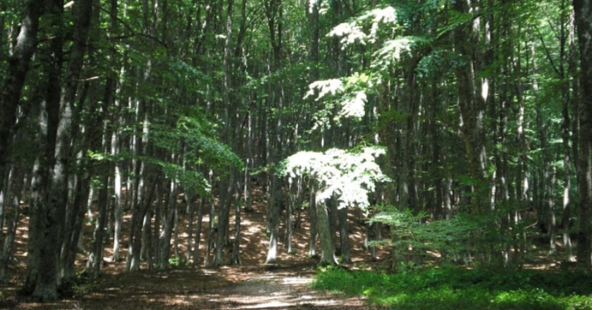 Mosaico Verde, ambiente