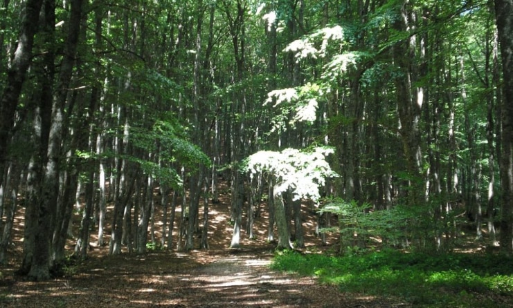 Mosaico Verde, ambiente