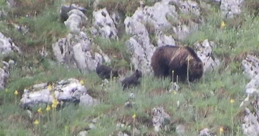 Orso Marsicano, natura, Parco Nazionale di Abruzzo
