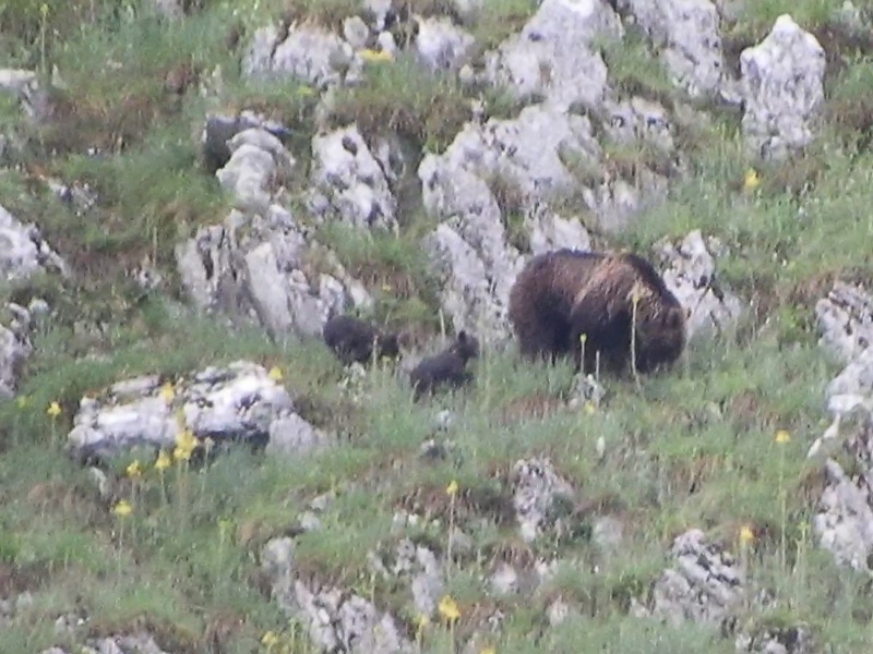 Orso Marsicano, natura, Parco Nazionale di Abruzzo
