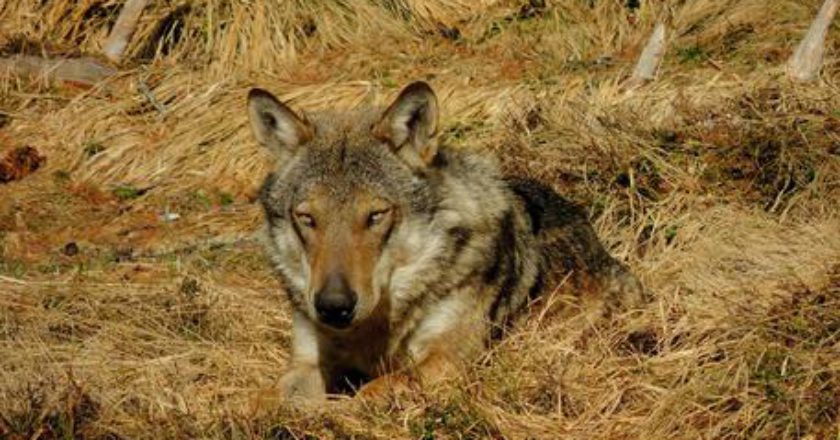 ambiente, fauna, lupi, prevenzione