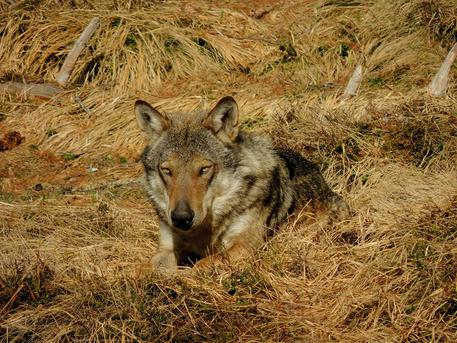 ambiente, fauna, lupi, prevenzione