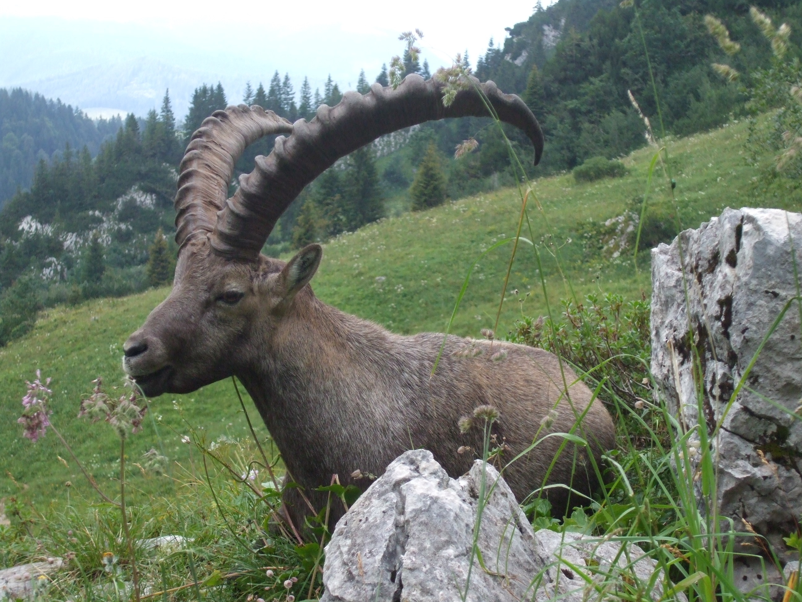 www, cai, ambientalisti, stelvio, parco, tar