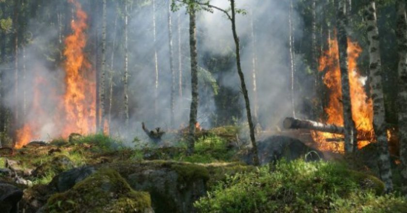 incendi, bosco, car, ricerca