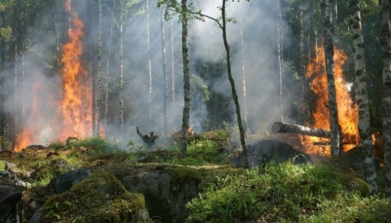 Photo of Incendi boschivi: un nuovo studio sulle previsioni stagionali