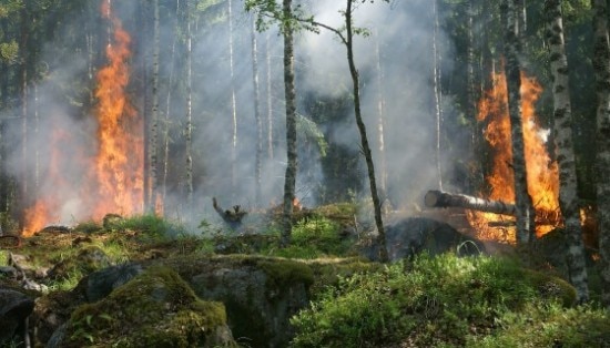 incendi, bosco, car, ricerca