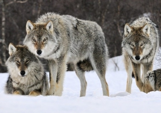 Lupi, Veneto, grandi carnivori