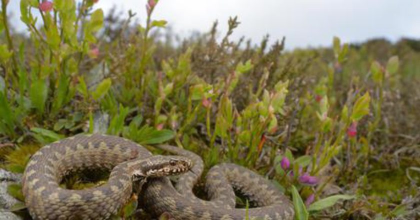 vipera, valle d'sosta, cronaca