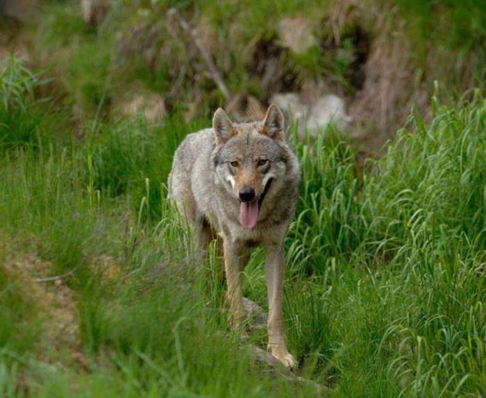 lupi, toscana, trento, bolzano, natura, attualità, abbattimenti