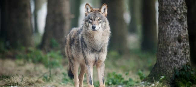 lupo, svizzera, ambiente