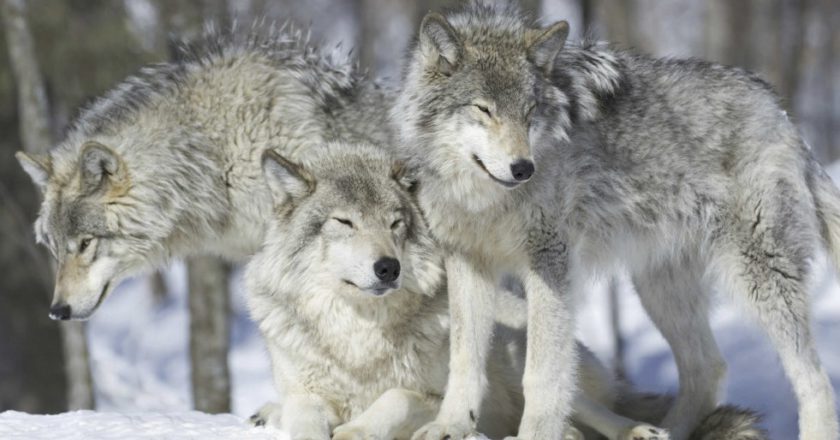 Veneto, questione lupi, grandi carnivori