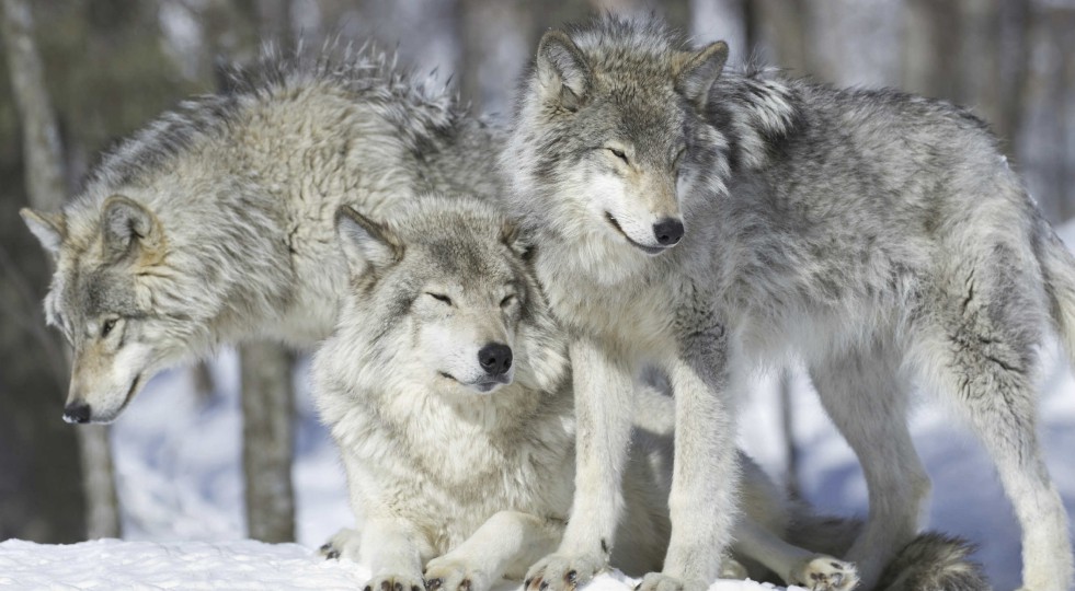 Veneto, questione lupi, grandi carnivori