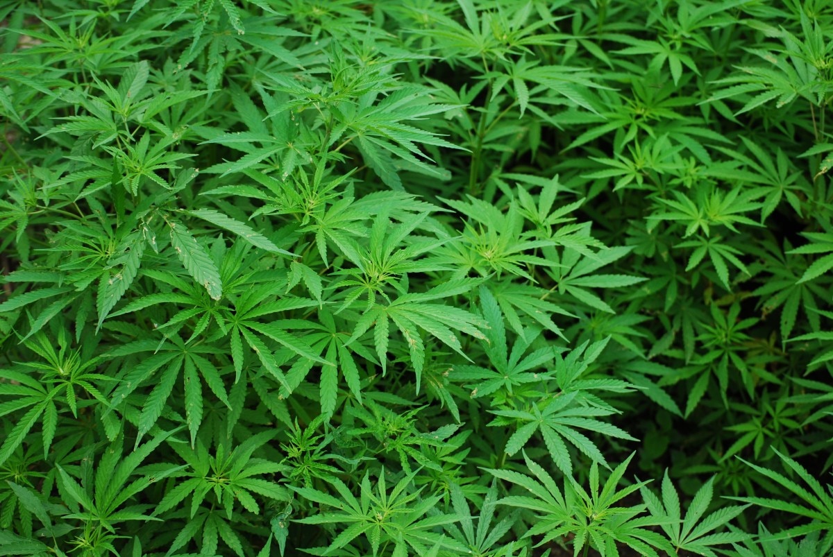 Canapa, Marijuana, cronaca
