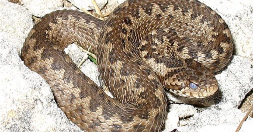 vipera, sicurezza in montagna,