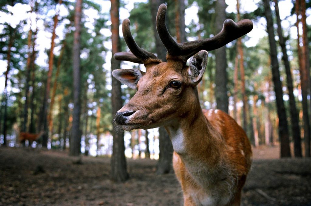 natura, Parco naturale Adamello Brenta, cervi
