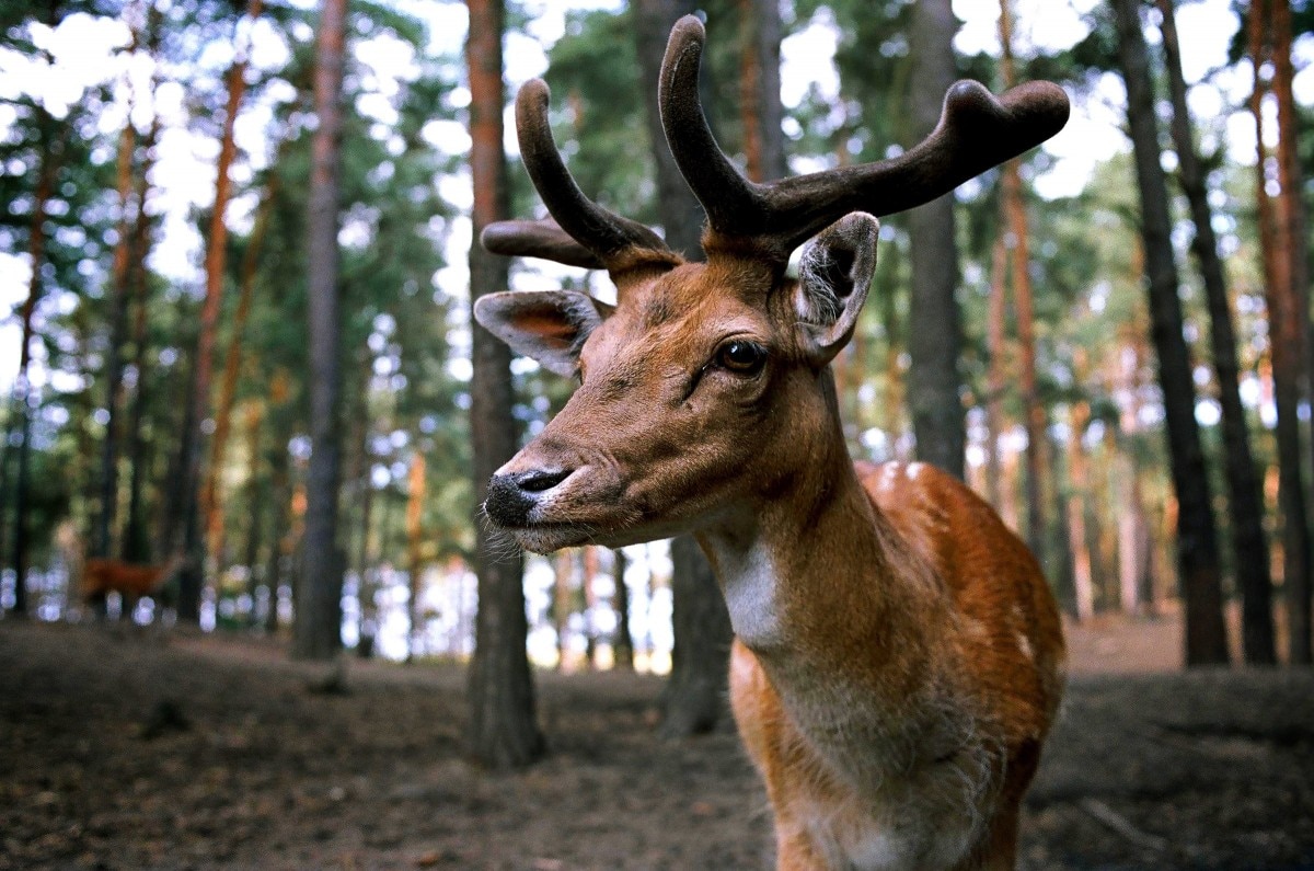 natura, Parco naturale Adamello Brenta, cervi