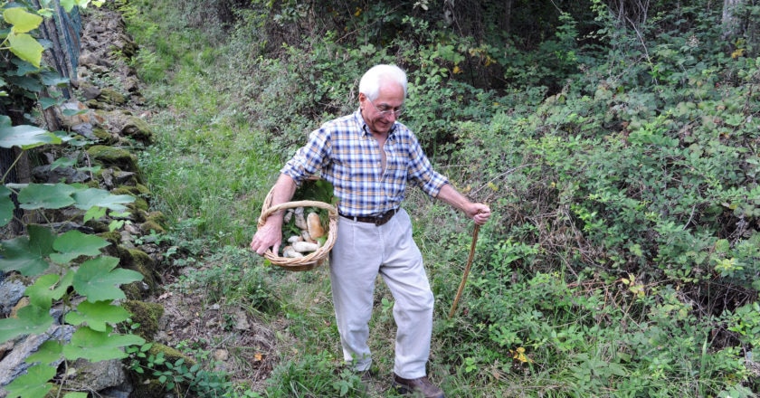 Un cercatore di funghi nei boschi