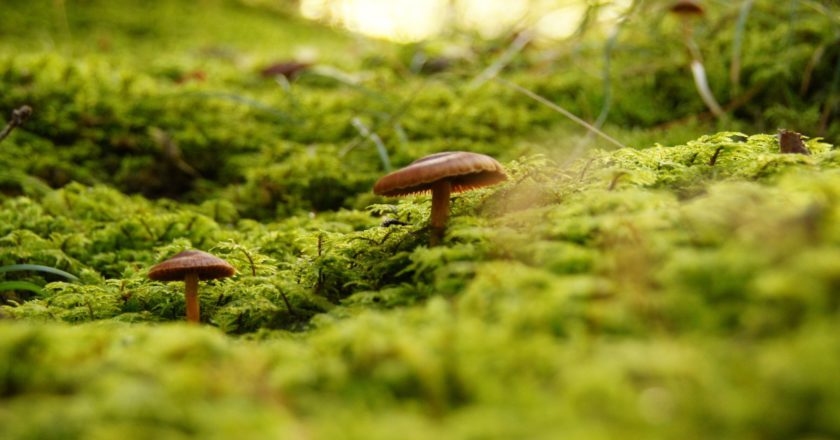 sicurezza, montagna, funghi, cronaca nera