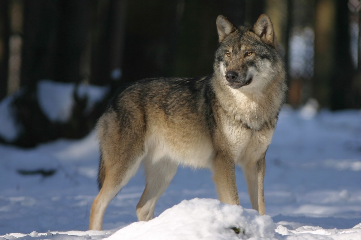 Lupi, grandi carnivori, attualità, WWF