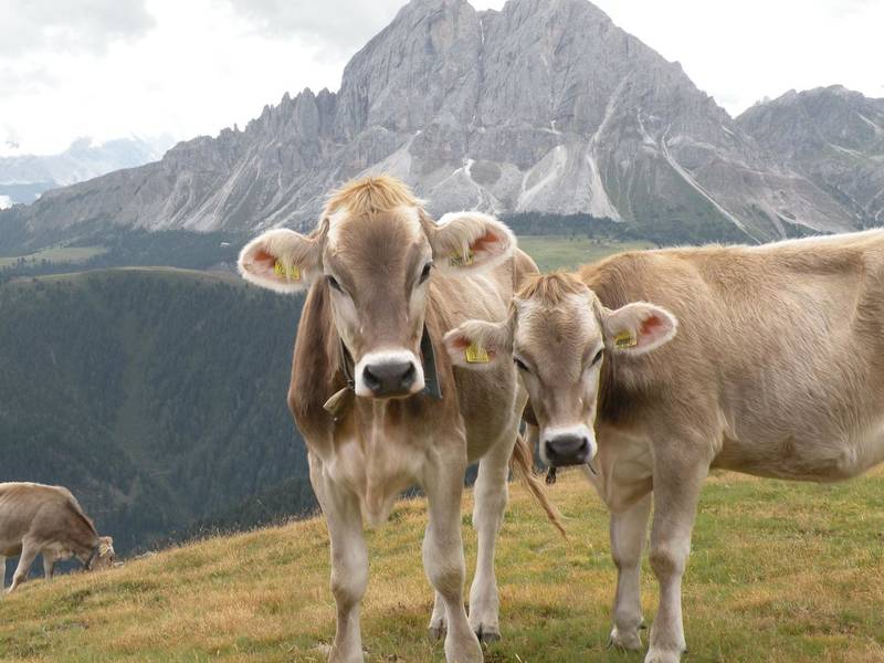 unesco, cultura alimentare, alpi,