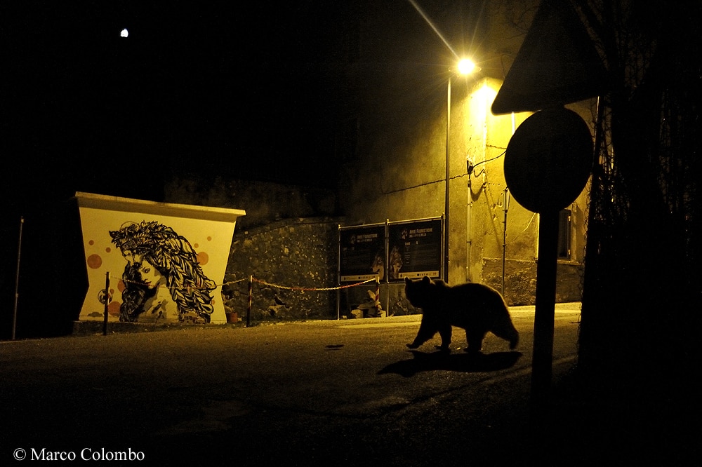 Marco Colombo, Wildlife Photographer of the Year 2018, Urban Wildlife, Crossing Paths, PNALM, orso marsicano