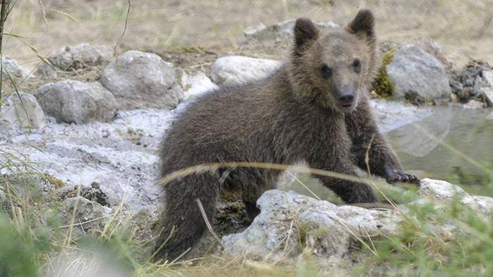 orso marsicano, banca del seme, salvaguardia, strategia, appennino, pnalm, corradino guacci