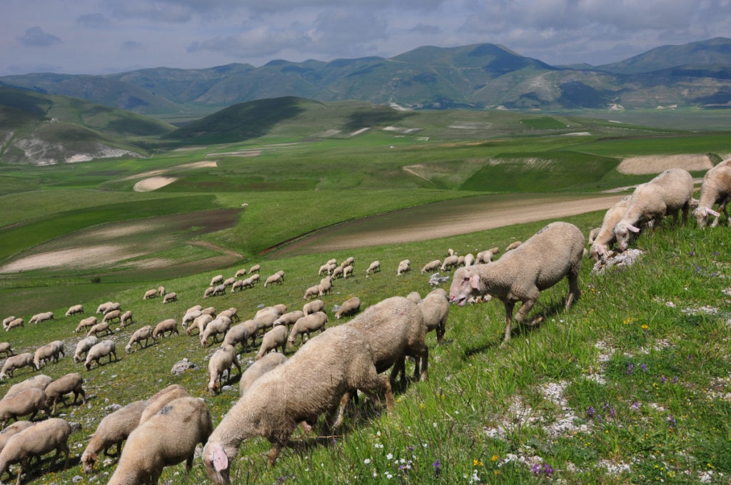 lupi, appennino, marche