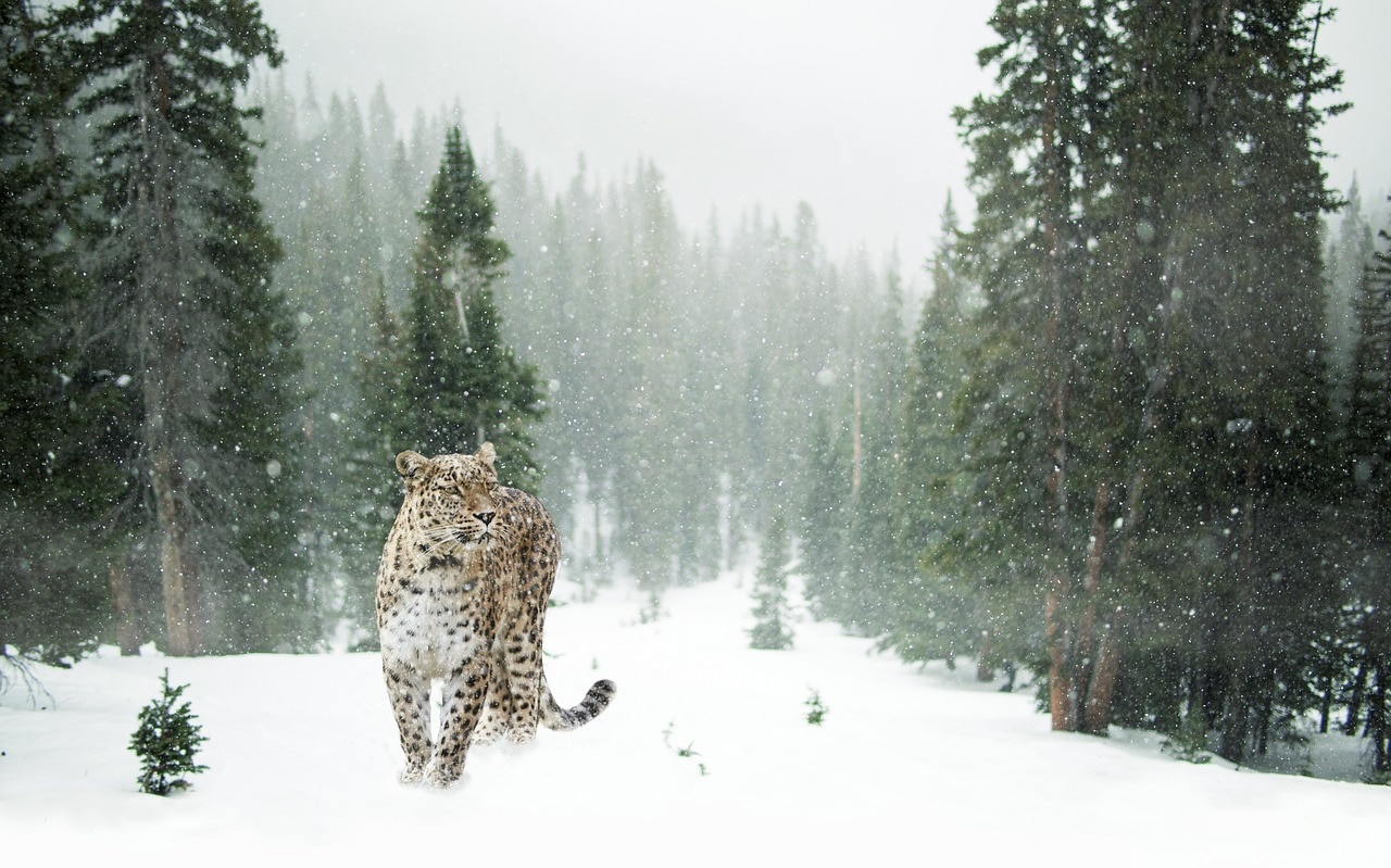 Leopardo delle nevi, caccia, natura, video
