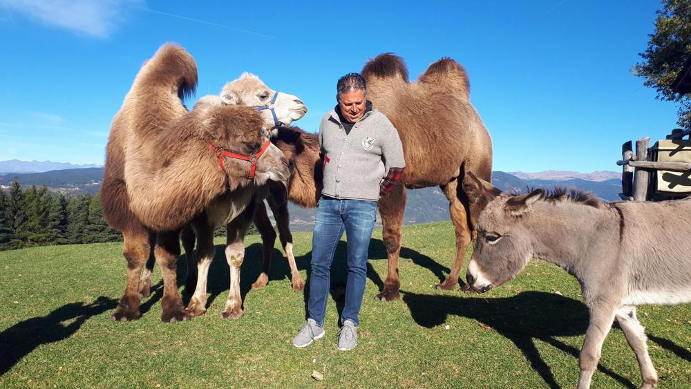cammelli, dolomiti, trentino alto adige, malga tuff alm, sciliar, bolzano
