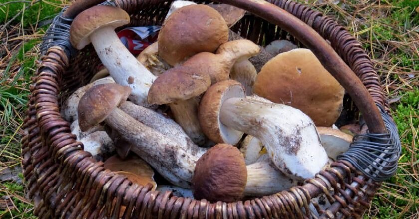 Alpi Apuane, funghi