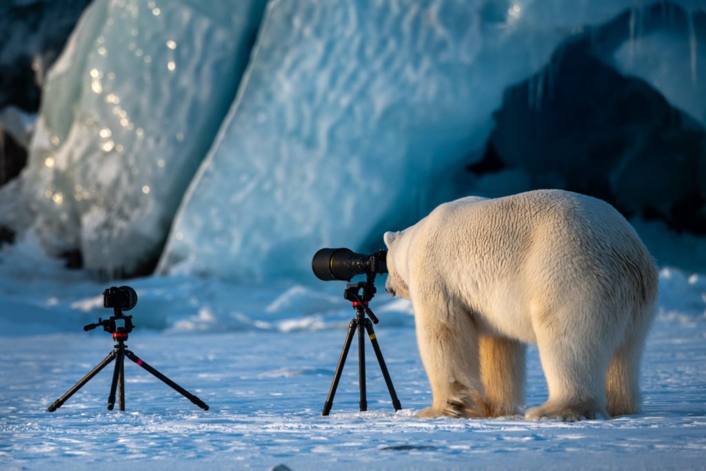 "Wildlife PhotograBear" - Roie Galitz (categoria "Highly Commended")