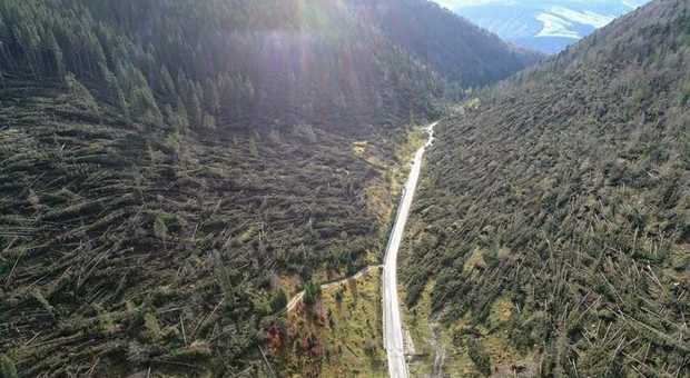 foreste