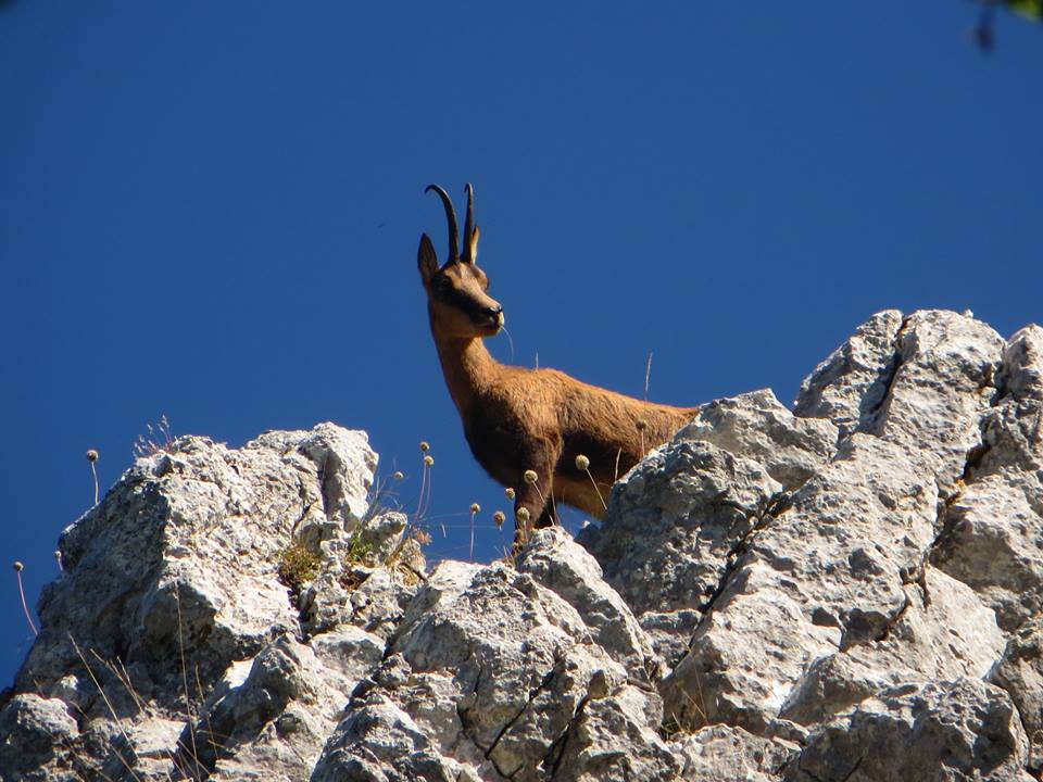 Monti Sibillini, appennino, camoscio appenninico, biodiversità, conservazione, censimento, bramito